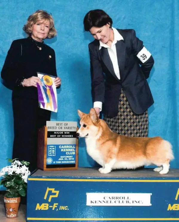 Hum'nbird Ice My Cake