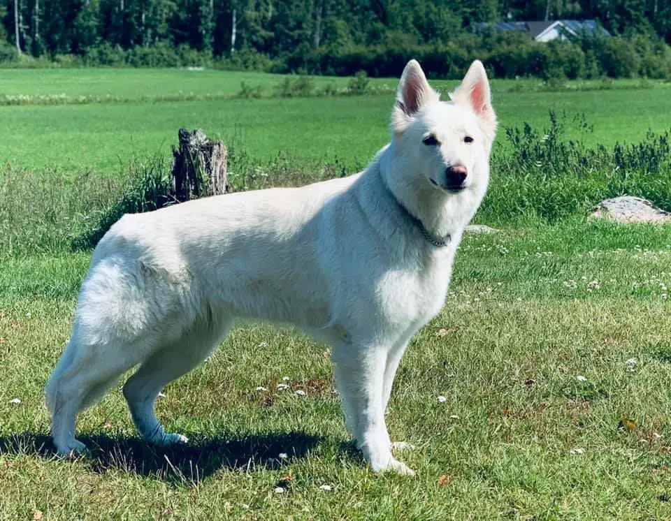 Erövrarens Aniara