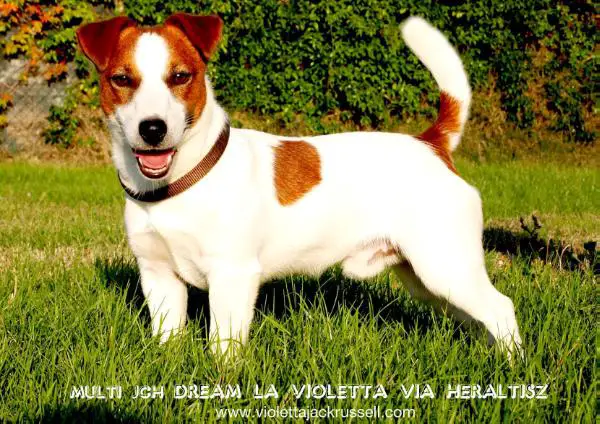 MULTI JCH Dream La Violetta Via Heratisz