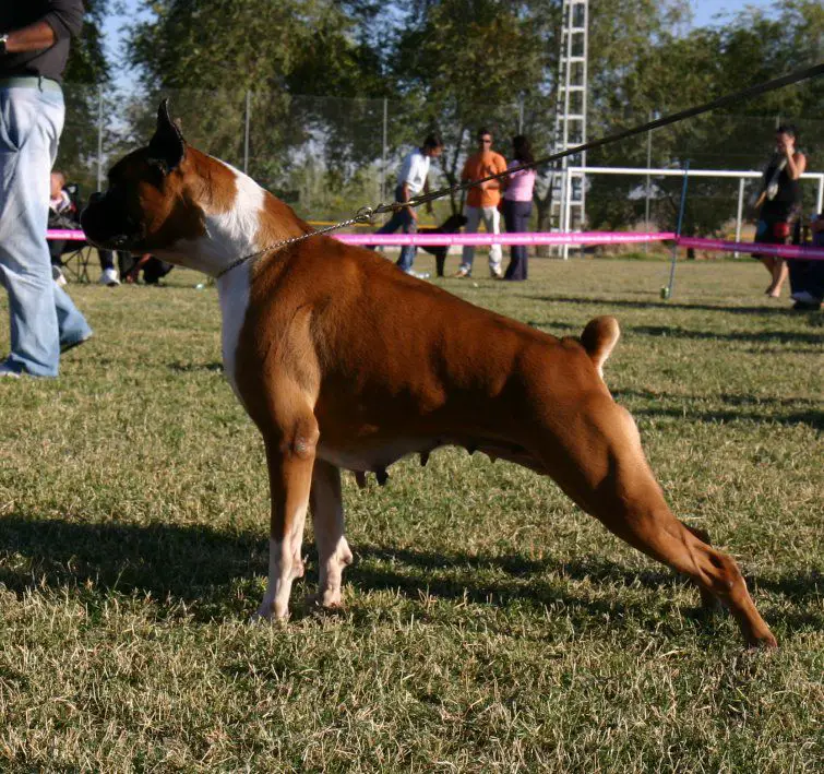 CH. ESP. Picara de Verdemar