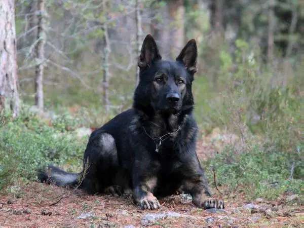 V Kyran vom Ratsenheim