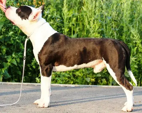 Moya Oda Imperator