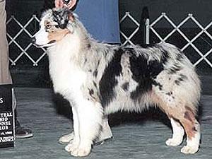 AM CH Thornapple Bedazzled