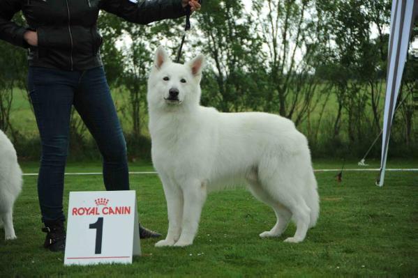 RES. BIS RZWH '13 Prince fan Cosmo`s Noflik Stee