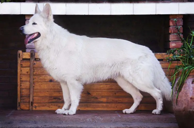 Maximus Glamour White (Mountain Wolves)