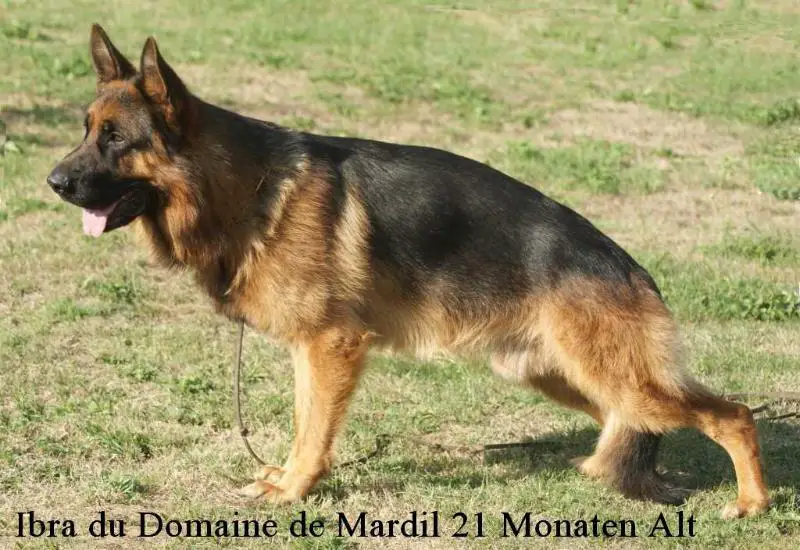 V1;CAC,CACIB Ibra du Domaine de Mardil