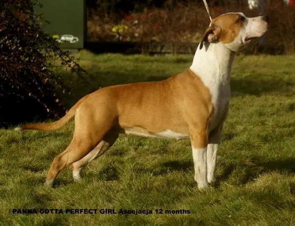 PANNA COTTA PERFECT GIRL Asocjacja