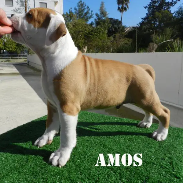 Amos of Cedar Valley