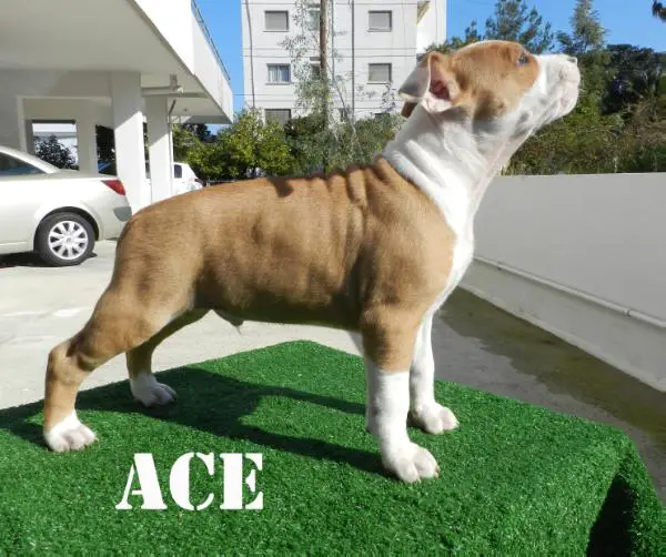 Ace of Cedar Valley