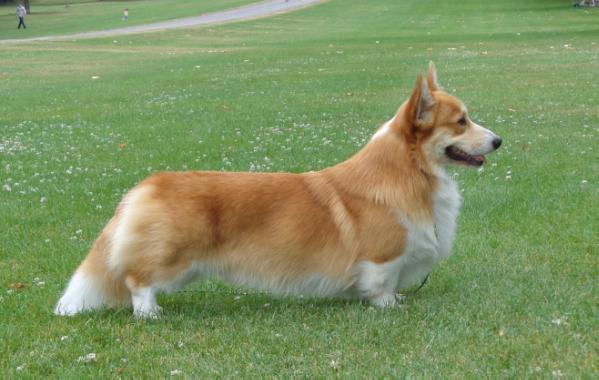 Nireno Luke Skywalker