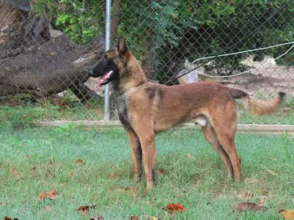Nero Perle de Tourbiere