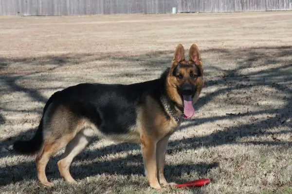 Kreuzchlitz Hund Gigabyte