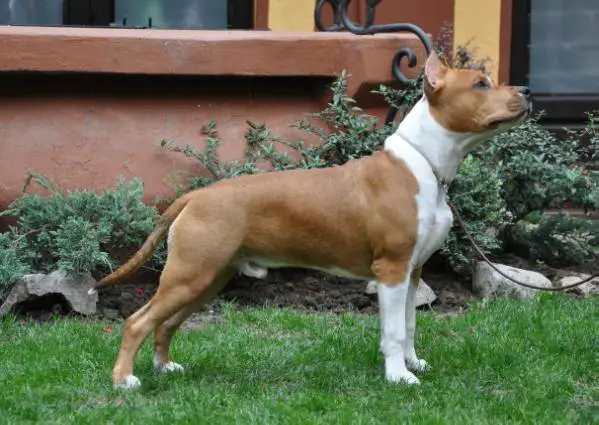 Franstal's Schwarzmuller