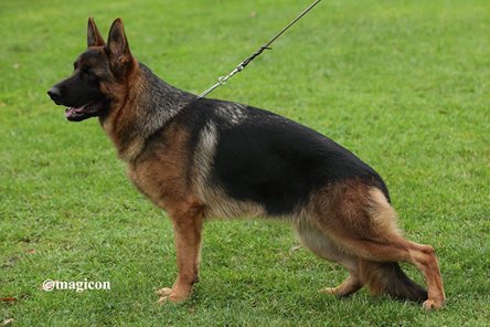 Quina del Colle Verde