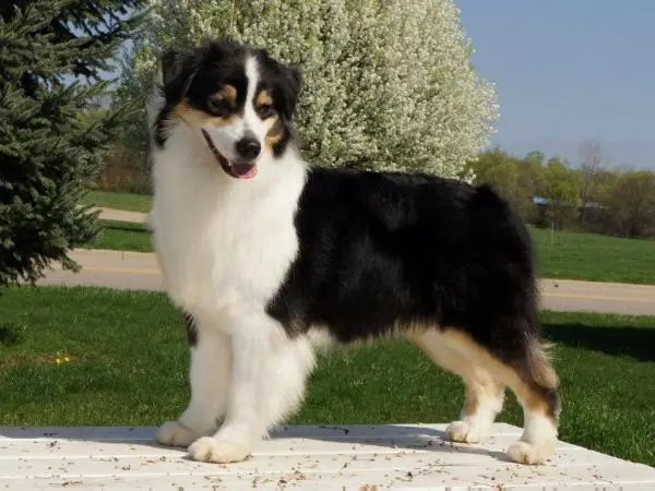 X'Sells Boom Boom Pow!