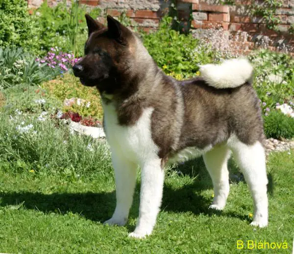 MNE CH, MNE JCH Keep The Promise De GabriTho