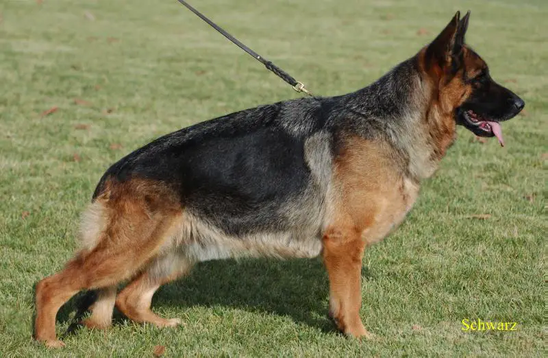 Miley vom Osterberger-Land