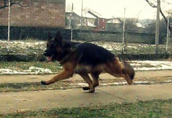 SG1, SG2, CAC, R CAC Jago od Petkovica