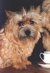 CH REMUS PRINCEPS vom Litzlbach