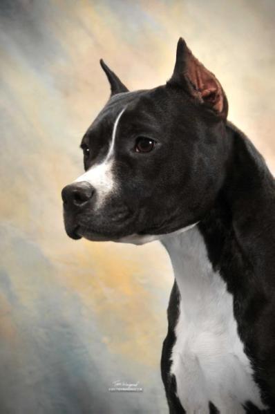 AKC GCH Cimar's Perfect Storm