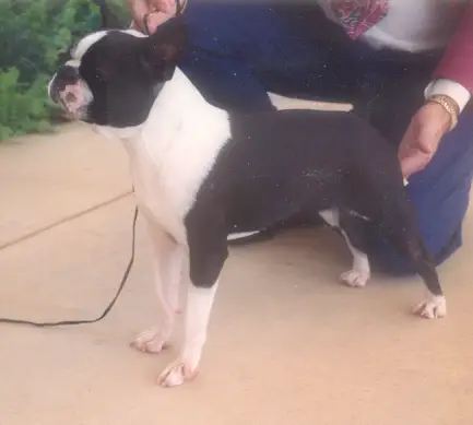 WC's Jet Set Jezebel Of Oui, ROM