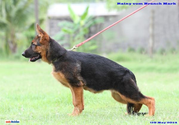 Rainy vom Branch Mark