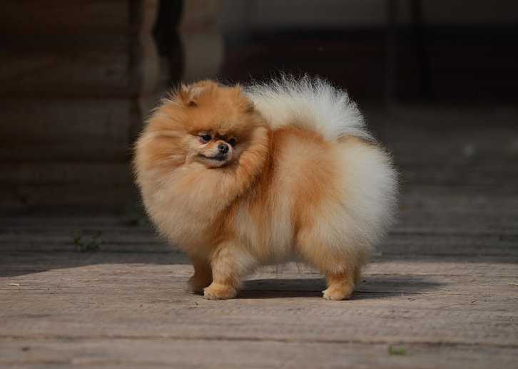 Sunterra Simple Wish