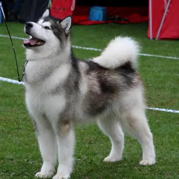 JBIS DKCH KLBCH DE.VDH.JCH Juneau's California Dreamin'