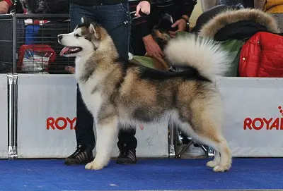 JCH RUS Hogvartz Mag Mar de los Cuentos