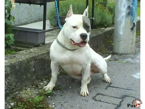 KARLITO LONG STEP