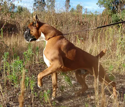 Red Bull By Fyl (Preciado)