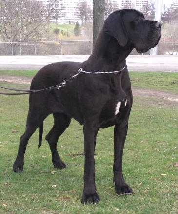 CH, CZE, CAJC, 4x CAC, 1x CACIB, Finlandia Claudia Bohemica