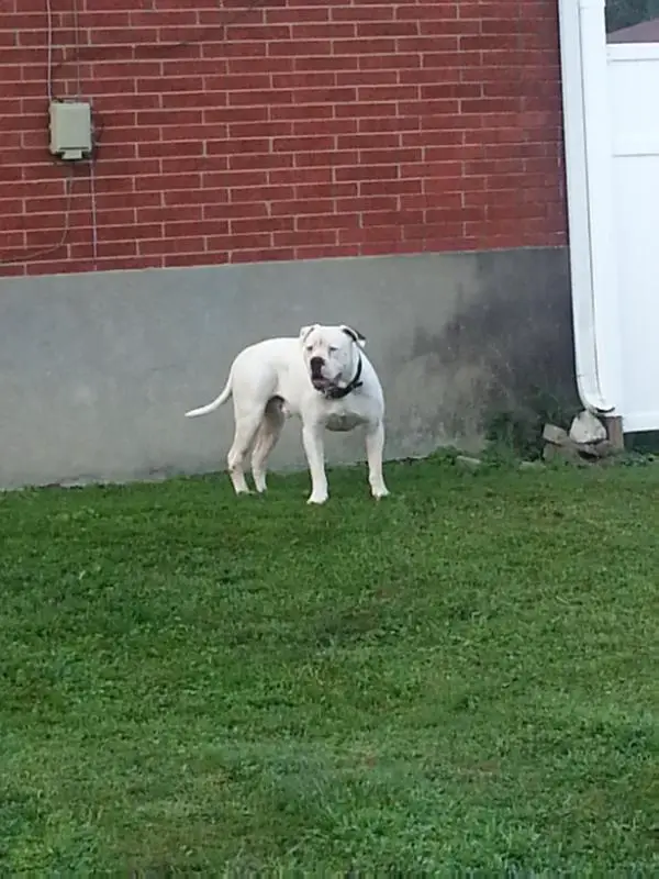 Garnett's Allamericanbulldogs Bolo