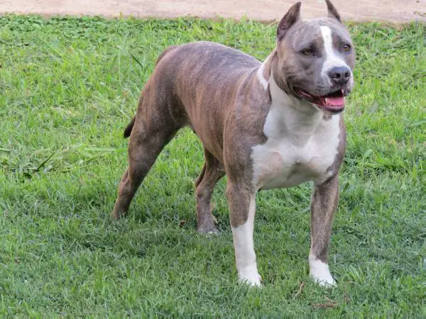 Sasha Kennel Alexluper