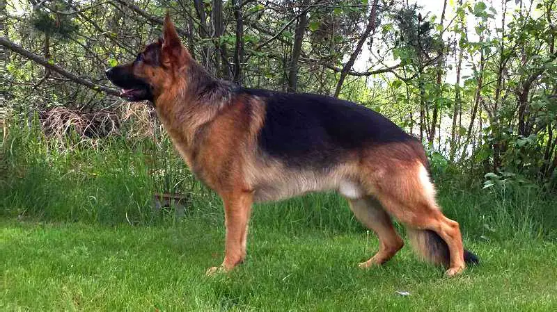 Jerland's Maximus VI