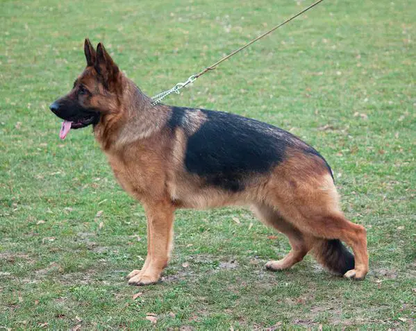 V Molly von der Schmiede