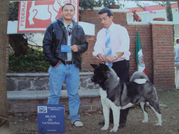 MEX CH Sky Of Stars Sayumi