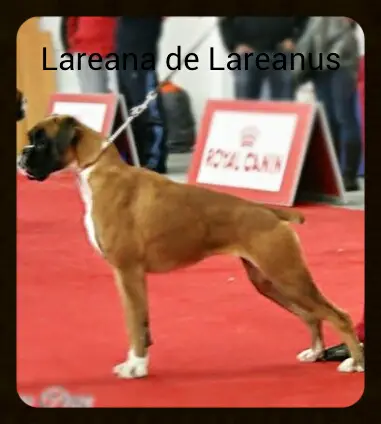 Lareana de Lareanus