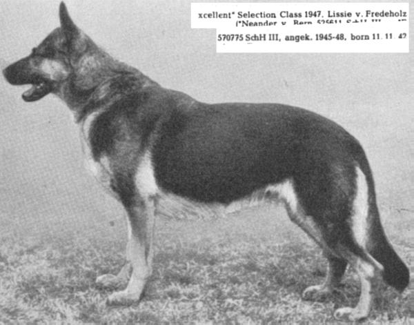 VA4 Lissie vom Fredeholz