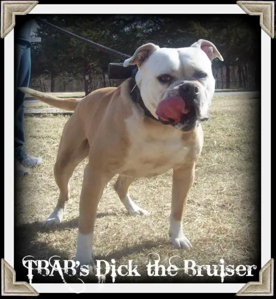 TBAB's Dick the Bruiser