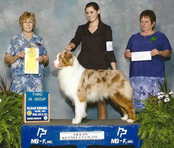 ASCA CH. AND AKC GCH Legacy's Rock the Boat