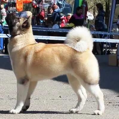 Velvet Dream Dlya Volchyey Stai