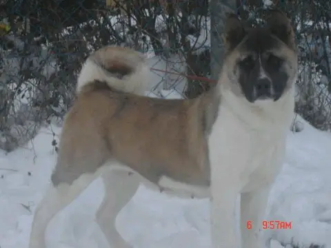 Fonyody Vitez Adria