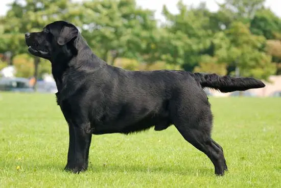 DK CH Exquisito's Demasiado Caliente