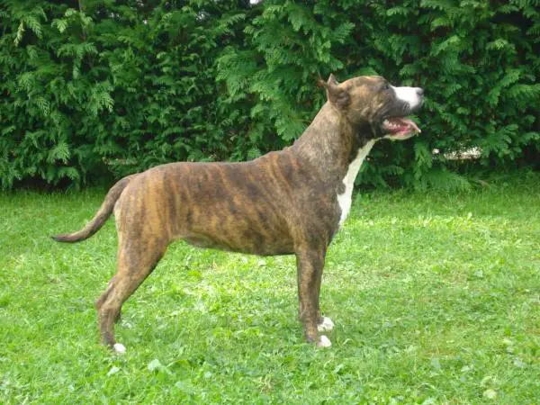 J.CH. CH. Panama Djomla's Amstaff