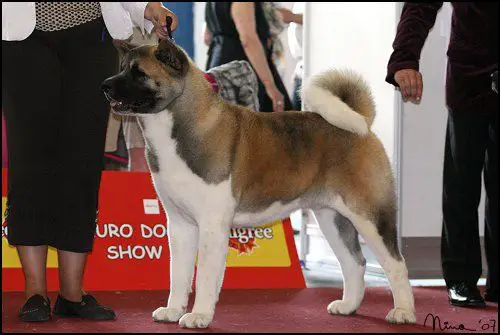 INT'L/RUS/BLR/MK CH Redwitch I See You Baby