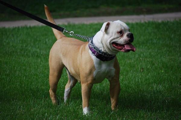 Galts Gulch Rearden Steel