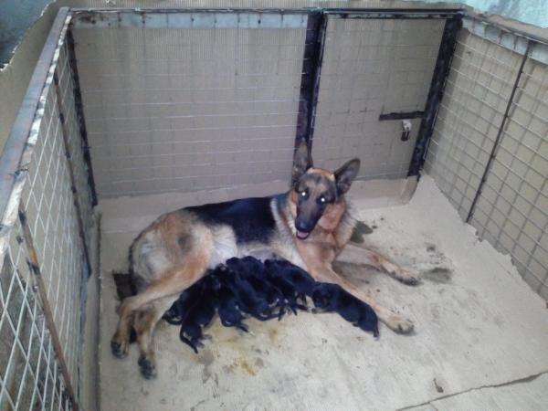 Bekky vom G S kennel