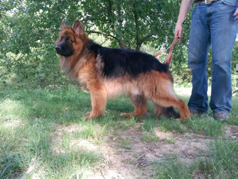 Bear von Zwillingseichen