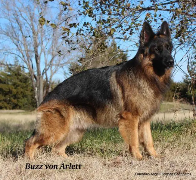 Buzz von Arlett